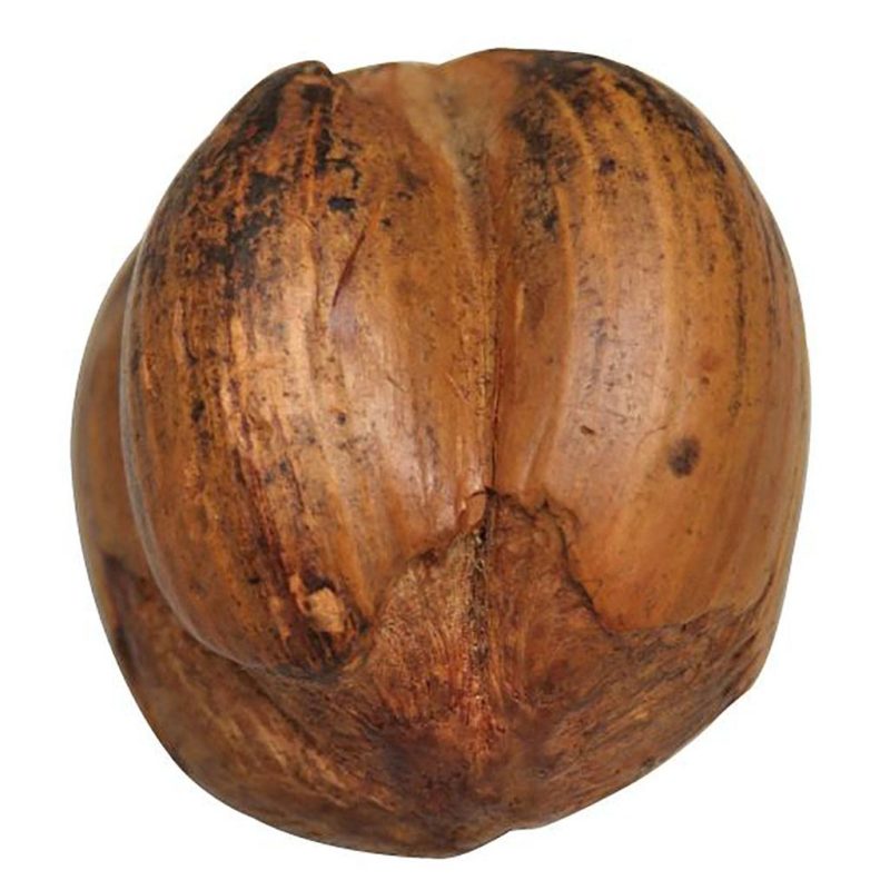 Hazelnut, pierced for a string or cord