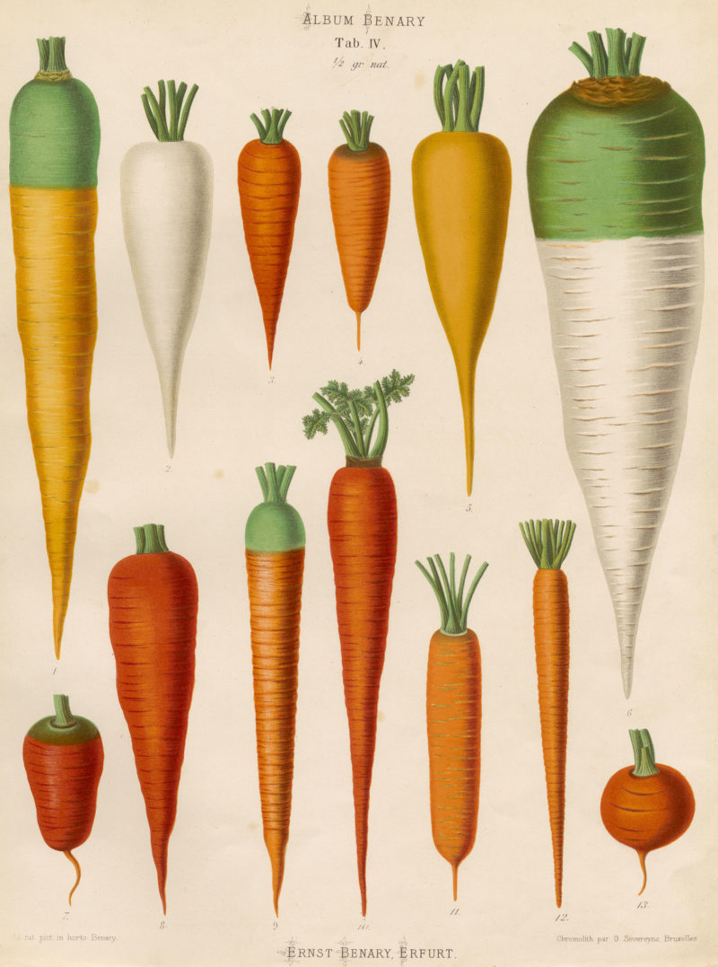 Carrots from Album Benary, 1876 © RHS Lindley Library
